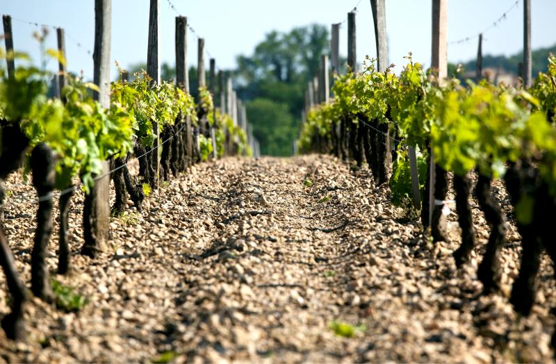 Gravel Soils in Fontenille Vineyards