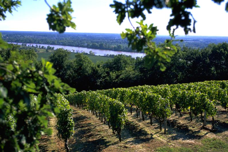 Gironde River View from Fontenille Vineyards Gironde River View from Fontenille Vineyards