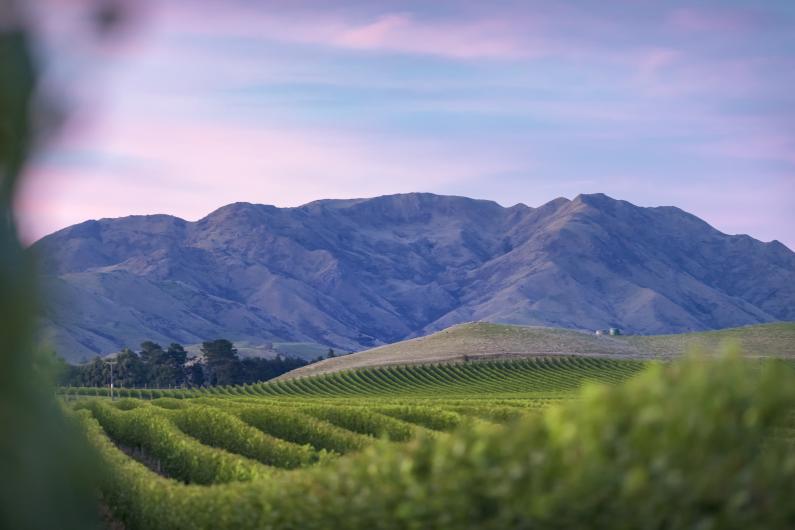 Seddon Vineyard Seddon Vineyard