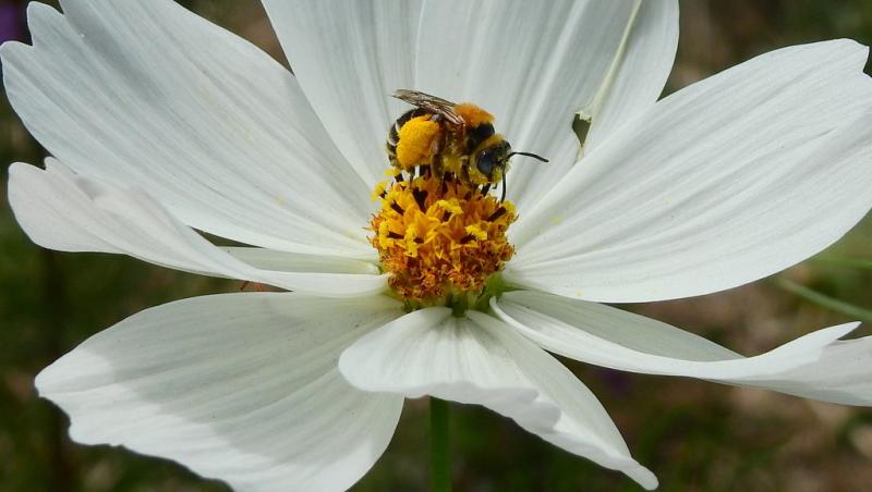 Wild Pollinator, owned by Catena Zapata Wild Pollinator owned by Catena Zapata