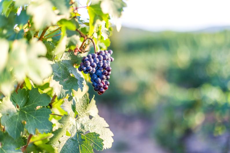 Mirabeau domaine Mirabeau domaine
