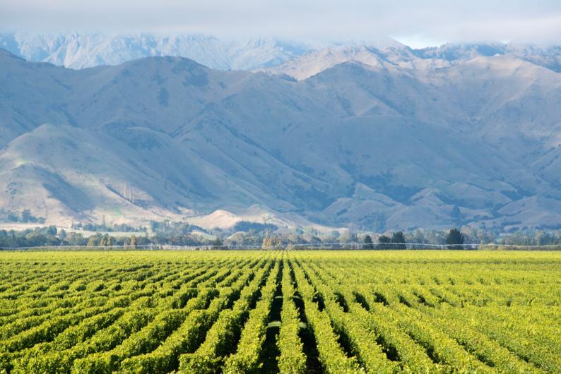 Marlborough Bankhouse Vineyard Marlborough Bankhouse Vineyard