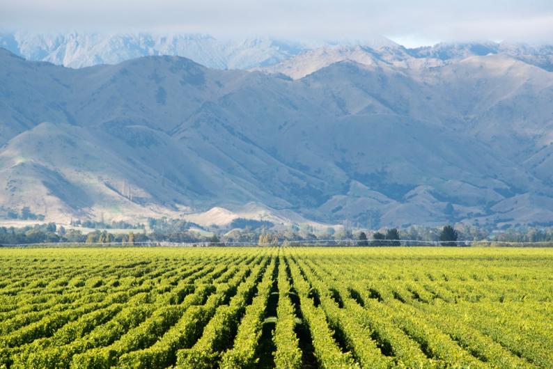 Marlborough Bankhouse Vineyard