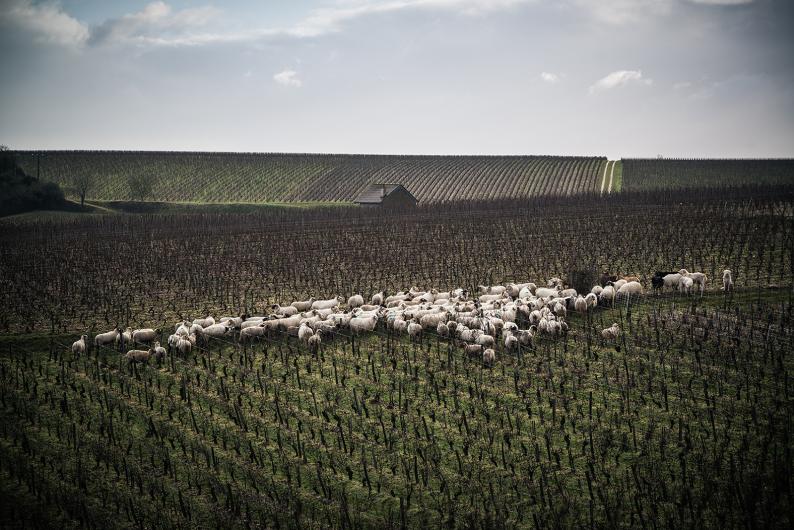 Domaine Fouassier Vineyard