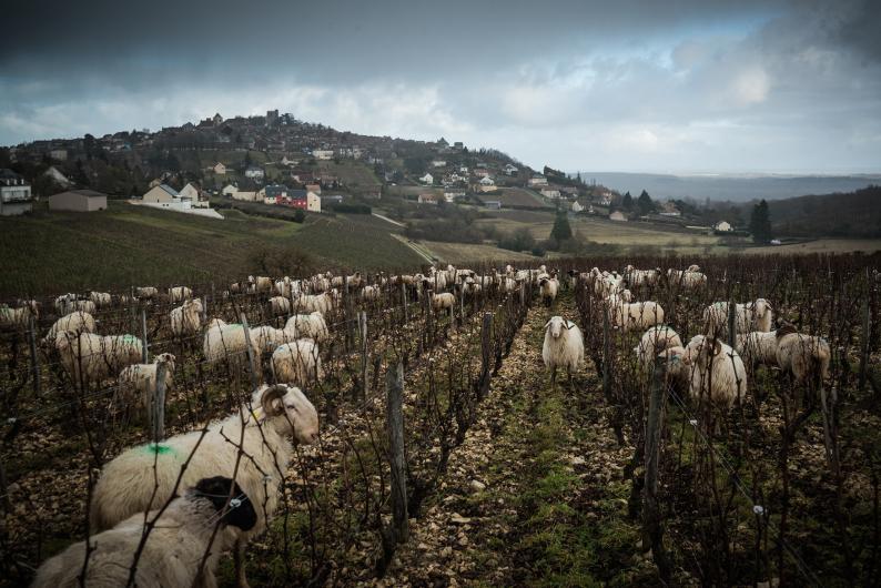 Domaine Fouassier Domaine Fouassier