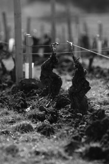 Domaine Fouassier Domaine Fouassier