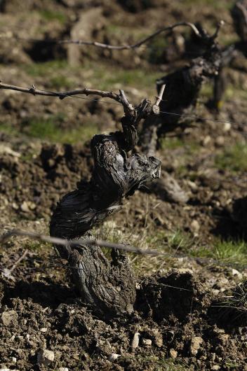 Domaine Fouassier Domaine Fouassier