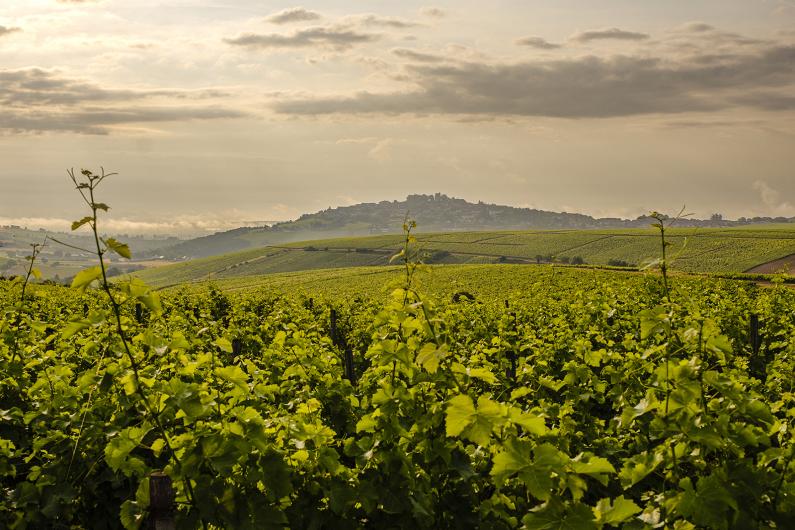 Domaine Fouassier Domaine Fouassier