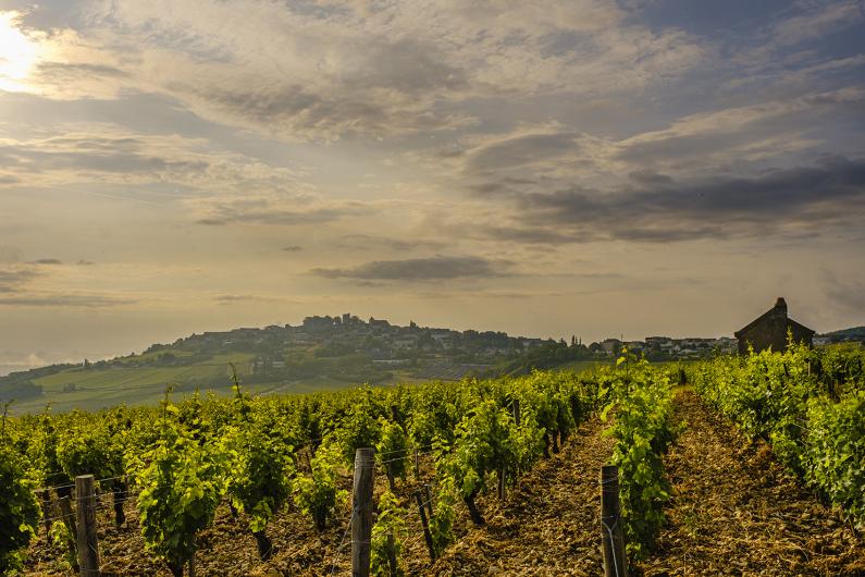 Domaine Fouassier Domaine Fouassier