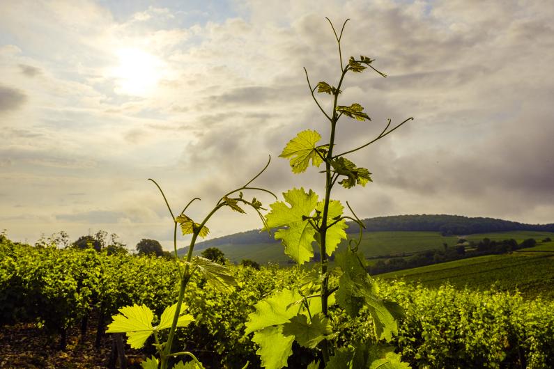 Domaine Fouassier