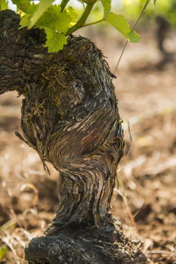 Domaine Fouassier Domaine Fouassier