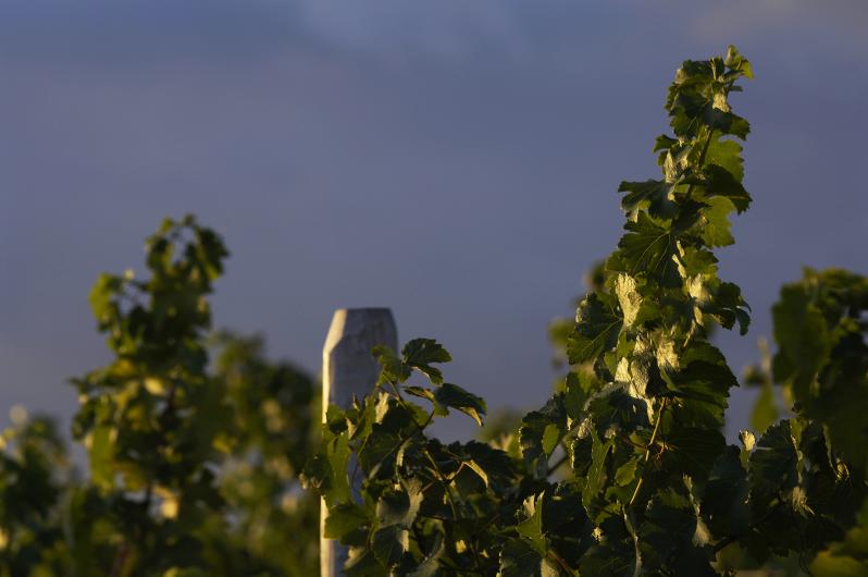 Domaine Fouassier Domaine Fouassier