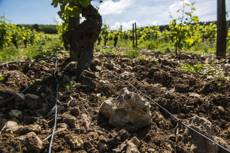 Domaine Fouassier Domaine Fouassier