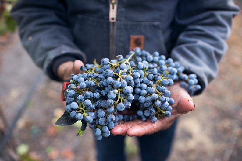 Ancient Peaks Grapes