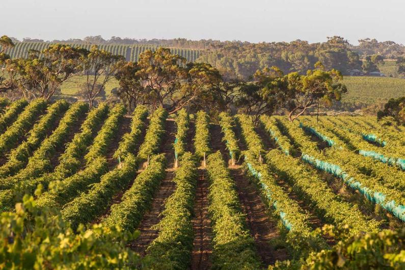 Jones Block Vineyard