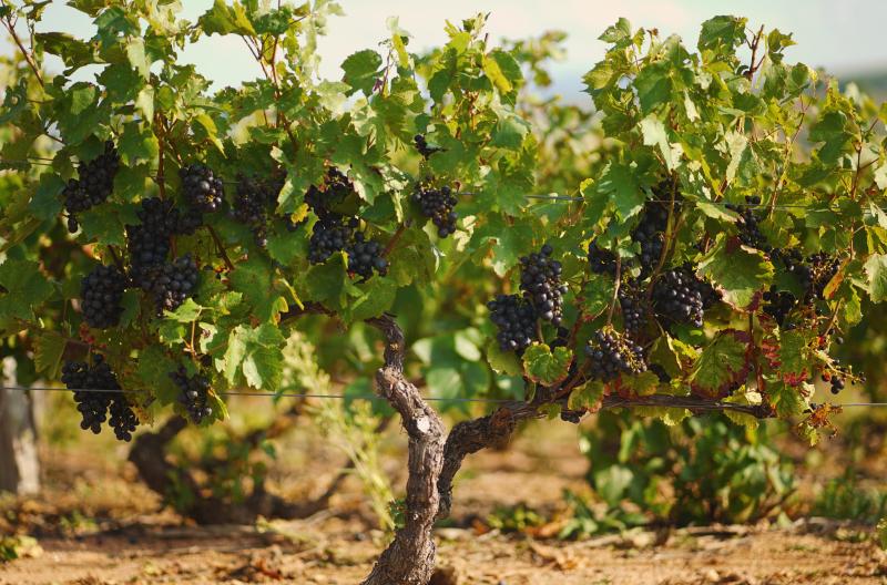 Vines Vines