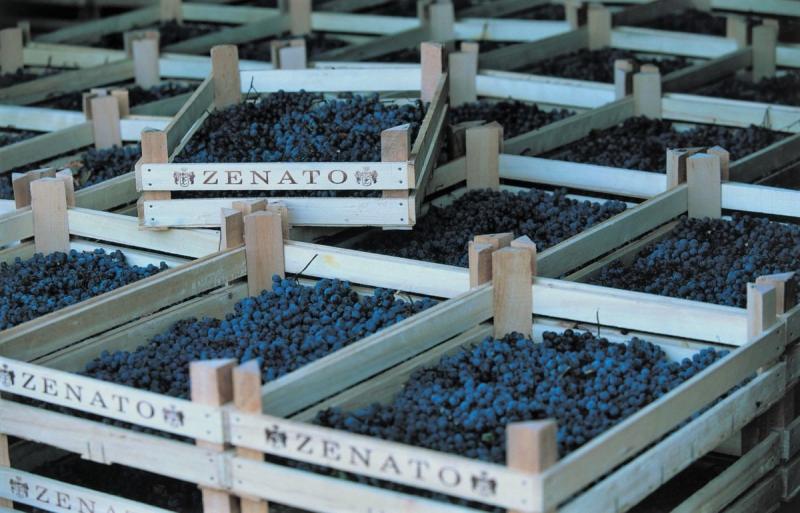 Zenato Grapes Zenato Grapes