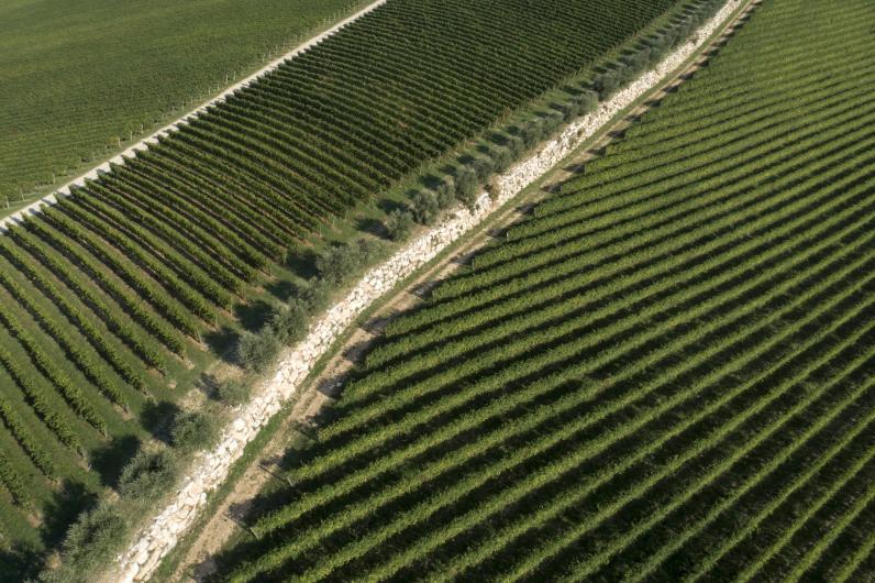Costalunga Vineyard Costalunga Vineyard