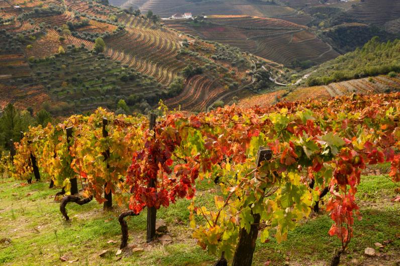 Pintas Vineyards Pintas Vineyards