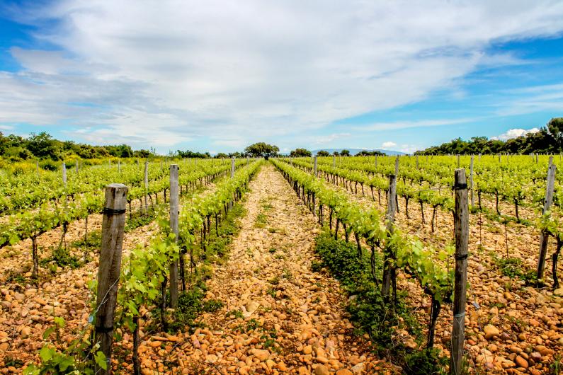 Bonpas Vineyard
