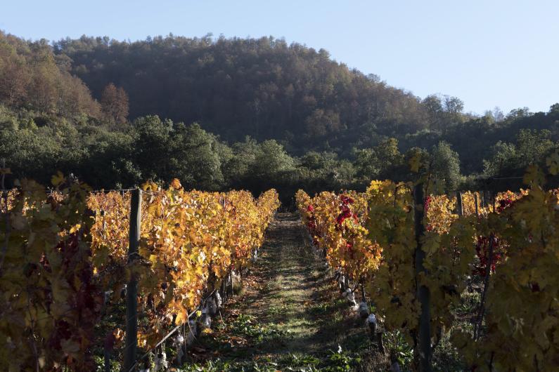 Apalta Vineyard Apalta Vineyard