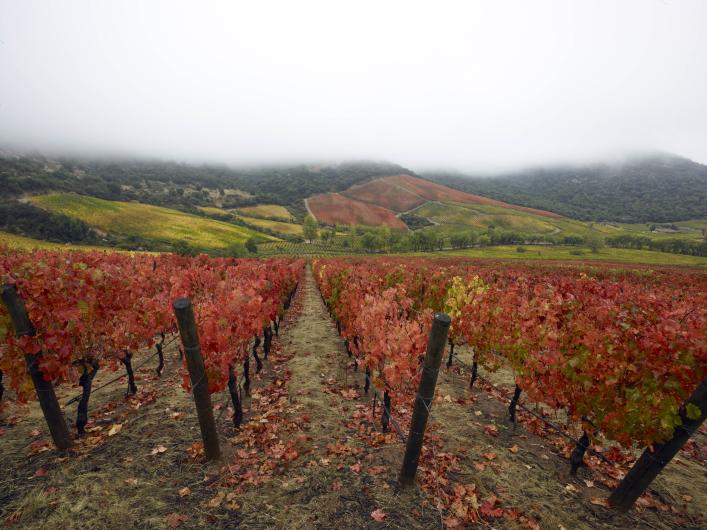 Apalta Vineyard Apalta Vineyard