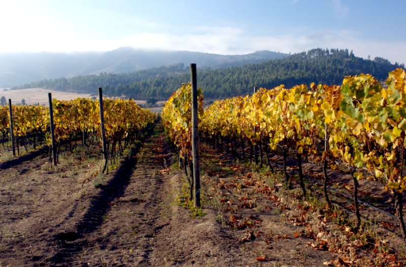 Apalta Vineyard Apalta Vineyard