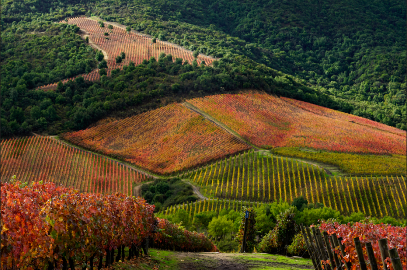 Apalta Vineyard Apalta Vineyard