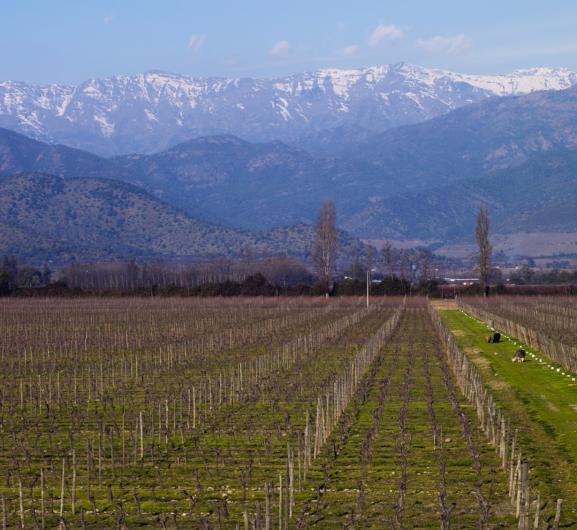 Apalta Vineyard Apalta Vineyard