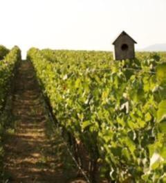 Birdhouse in Vineyard Birdhouse in Vineyard