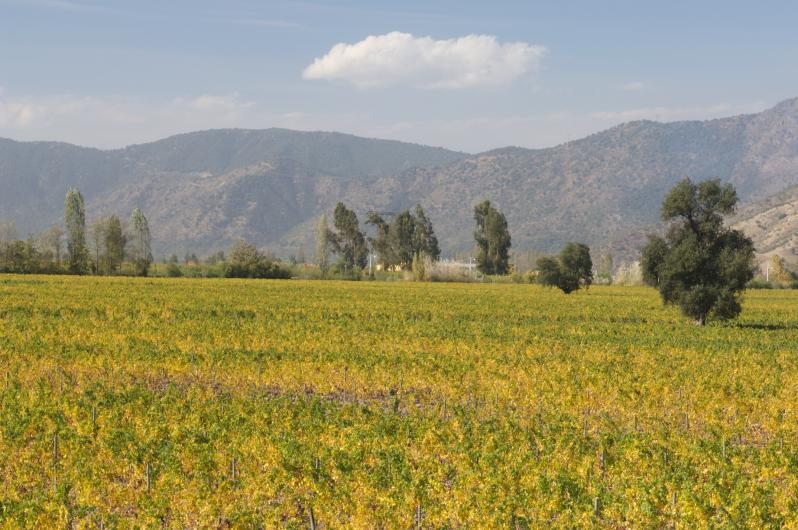 Apalta Vineyard Apalta Vineyard