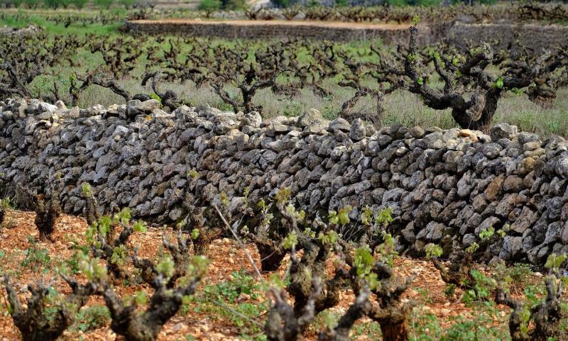 Vines Vines